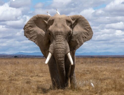 The Elephant In The Room